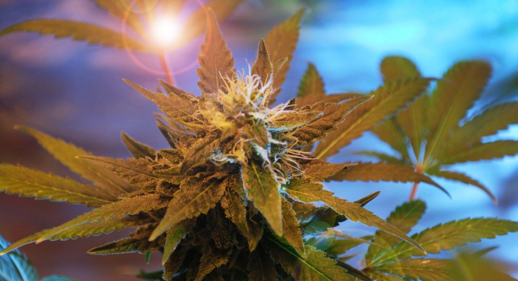 Technological Advancements That Are Changing The Cannabis Industry