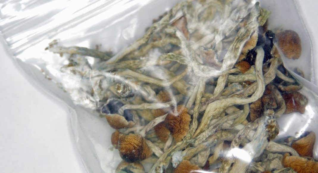 Denver And Oregon Now Want To Legalize Psychedelic Mushrooms