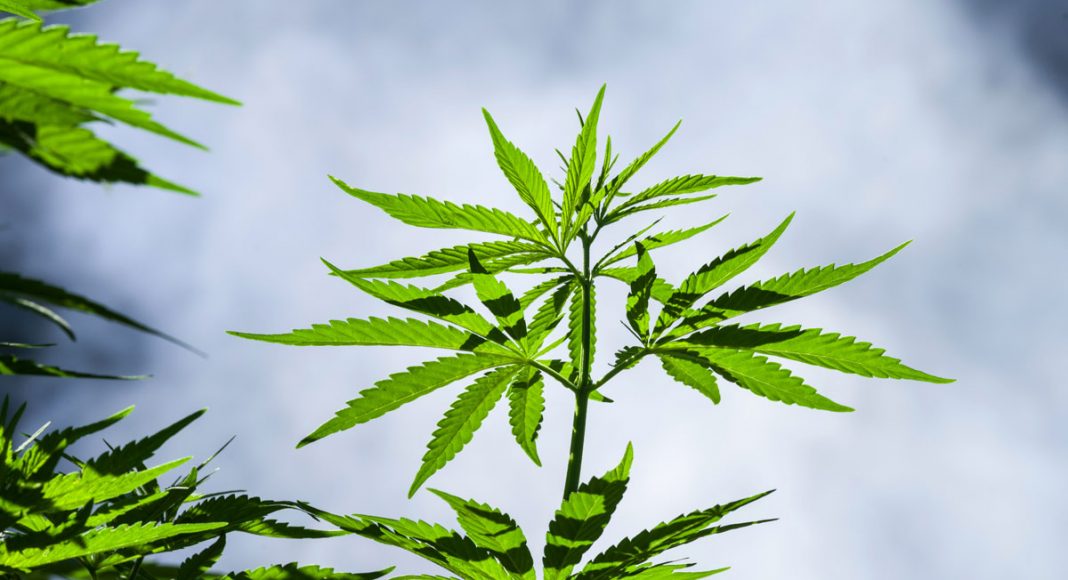 DEA Confirms It Cannot Regulate All Parts Of The Cannabis Plant
