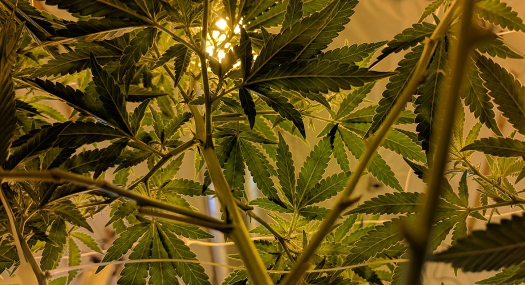 Hemp Industry Declares Victory After Settlement With DEA