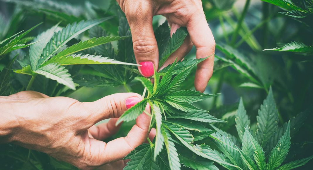 Legal Hemp: Coming Soon Nationwide?