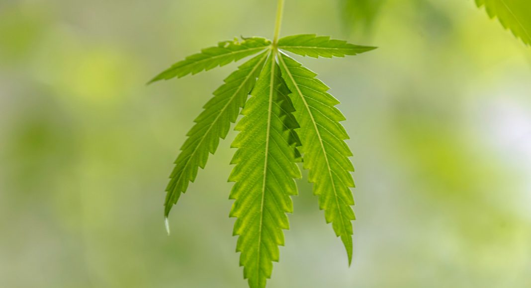 State Democrats Turning Cannabis Legalization Into Party Platform