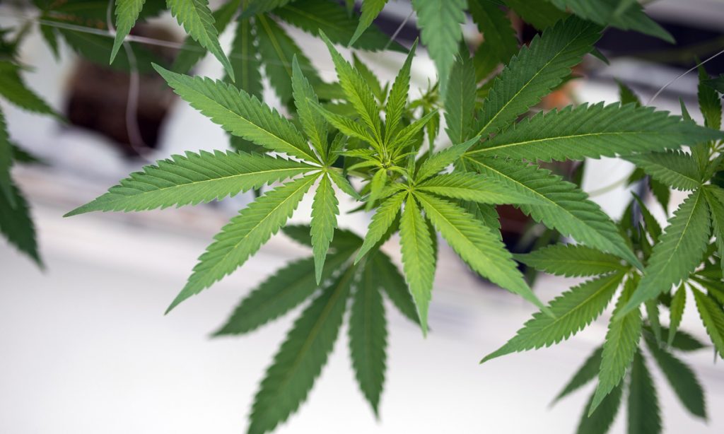still the ones the top stocks in canadas recreational market