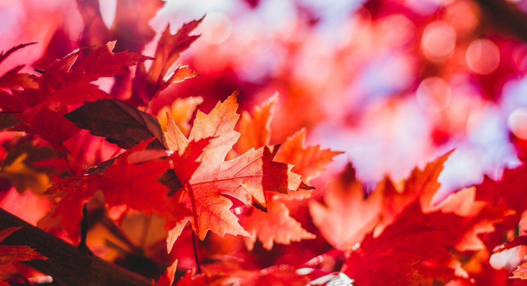Canada May Become The New Leaders In Cannabis Research