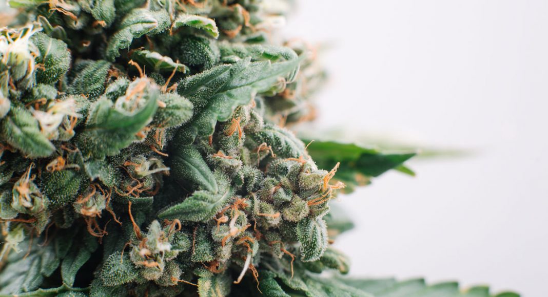 Make Cannabis Dispensary-Grade Products At Home With This Product