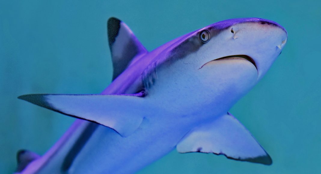 This App Can Keep You From Being Eaten By A Shark