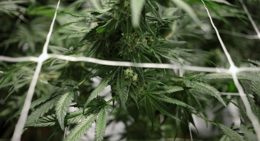 With Congress’s Approval, Hemp-Derived CBD May Become Legal Soon
