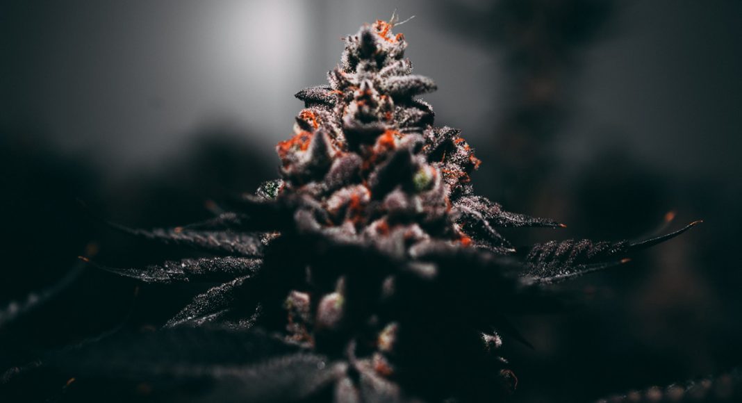 You Have The Highest THC Strain. So What?