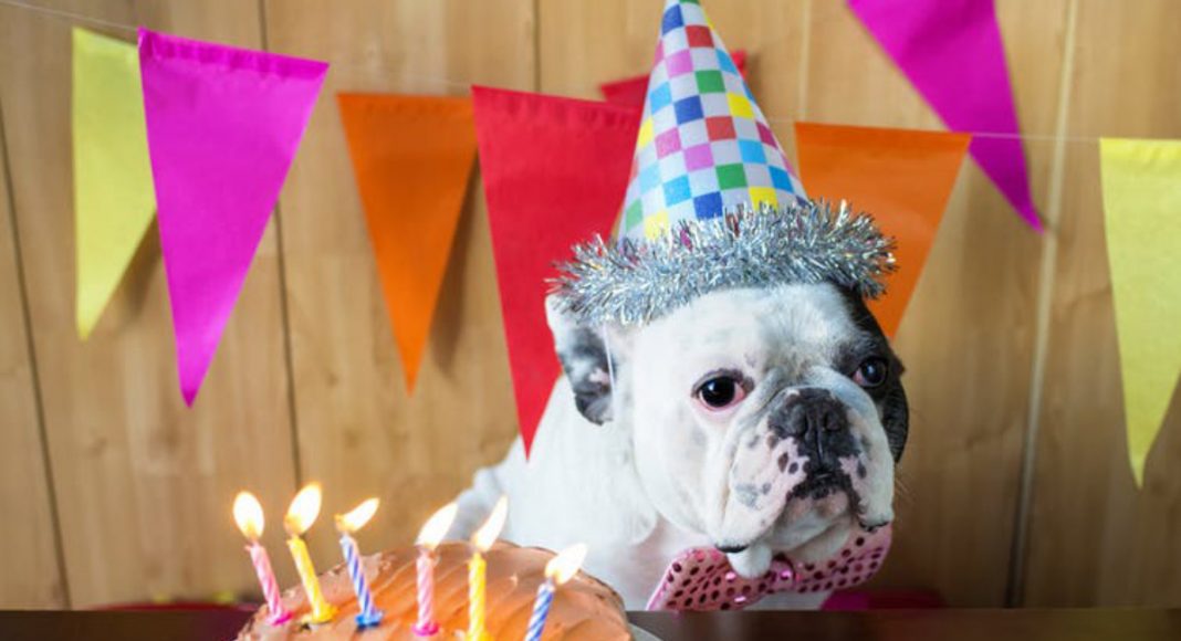 a vet, shares how to tell a dog or cat's age.