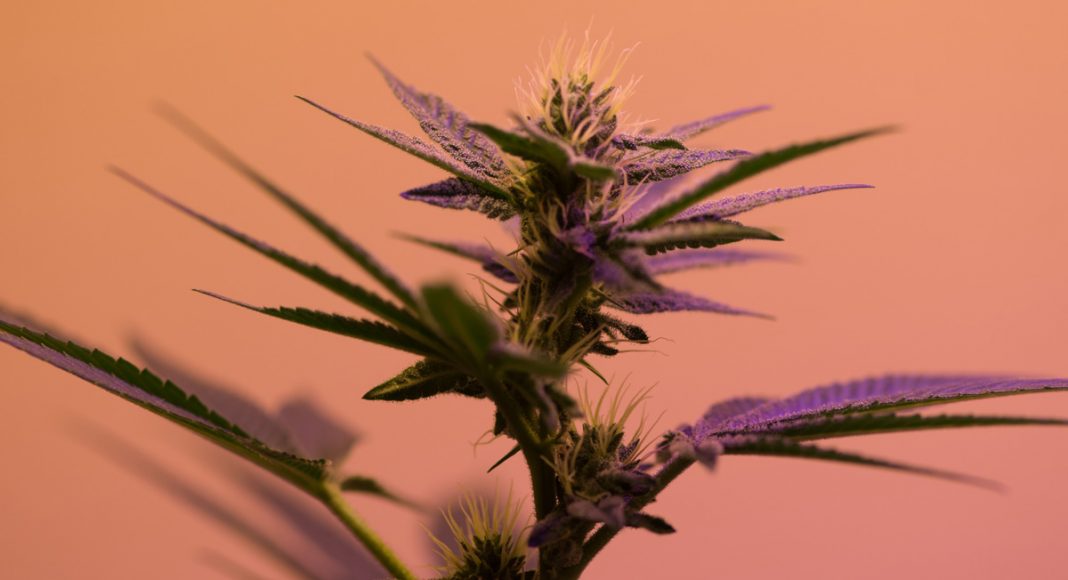 Cannabis Consumers Prefer Legal Sources to Black Market