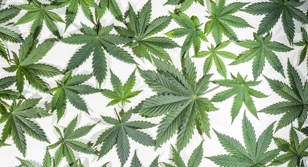 Coming Soon: World's Largest Museum Dedicated To Cannabis