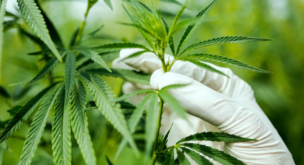 Democratic Congresswoman Introduces Bipartisan Cannabis Research Bill