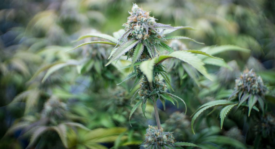 Did the National Cancer Institute Finally Admit Cannabis Kills Cancer?