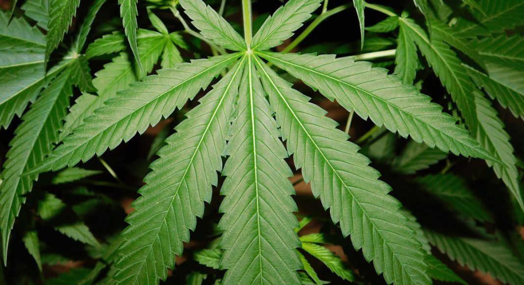 Your Guns Or Weed Since You Can't Have Both