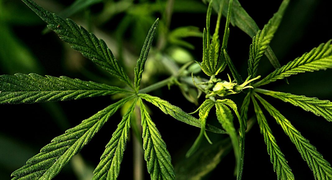 how social reform and cannabis legalization are linked