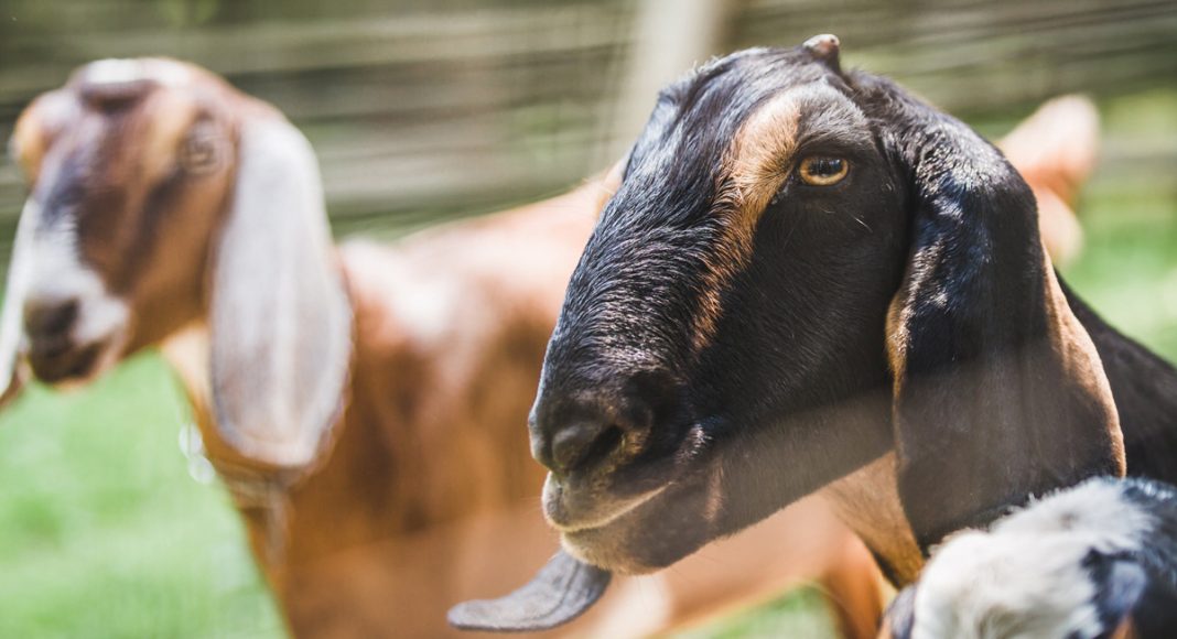 Idiots Blow Marijuana Smoke In Goat's Face