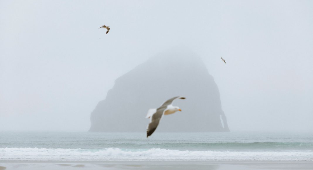 Oregon Admits Problems With Medical Marijuana Program