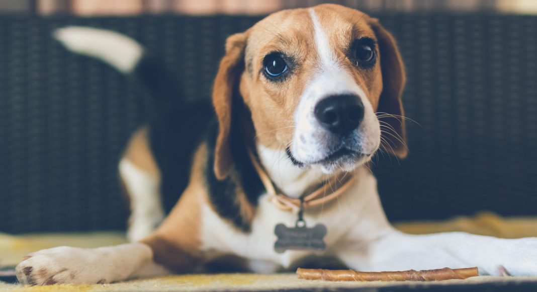 CBD Dogs