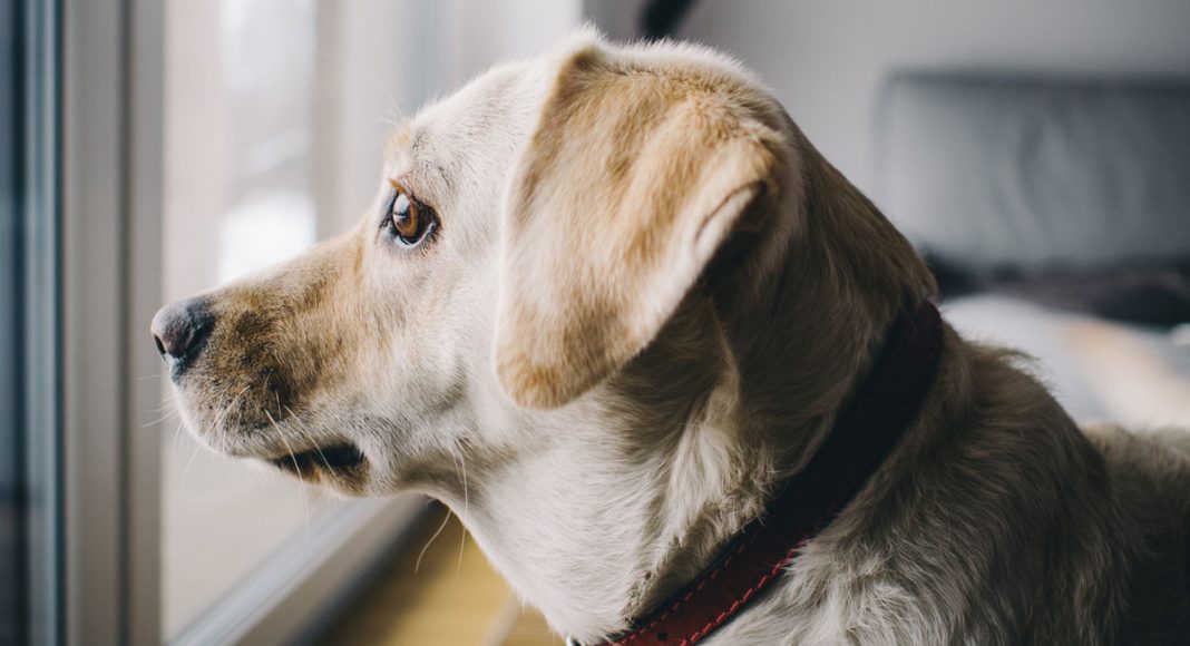 These Soothing Products Will Help Dogs Battle Anxiety