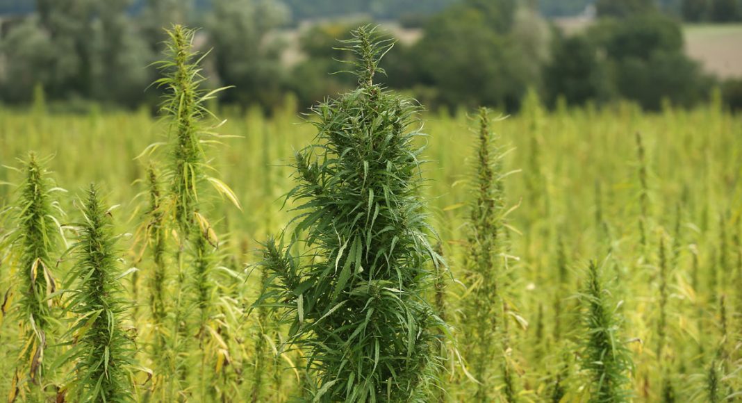 North Carolina Program Allows Farmers To Grow Hemp