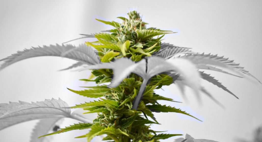 How Tech Companies Are Losing Executives To Cannabis