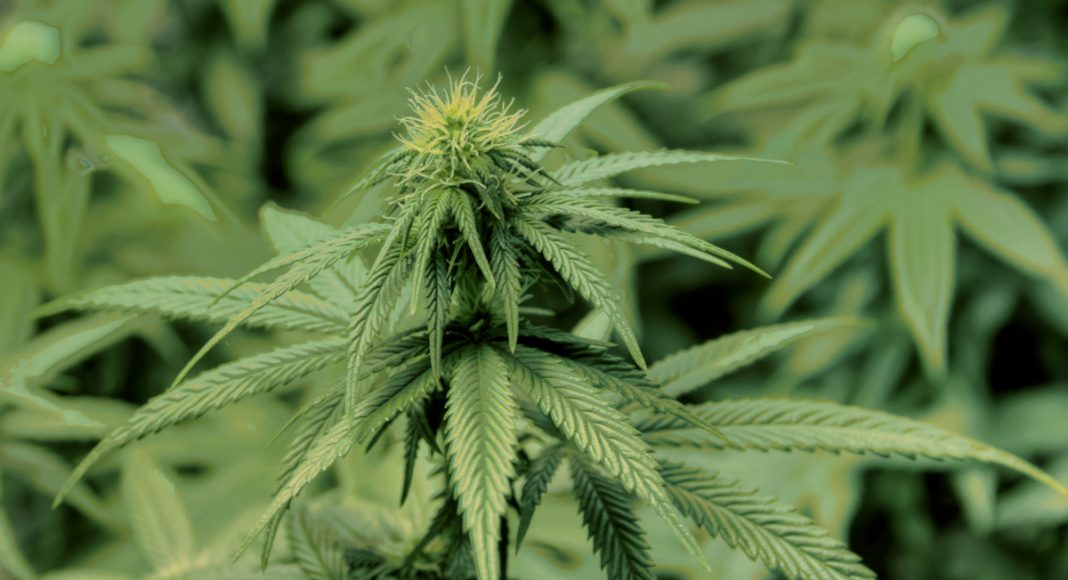 The Judgiest Study On Cannabis Yet, But Is It Necessary?