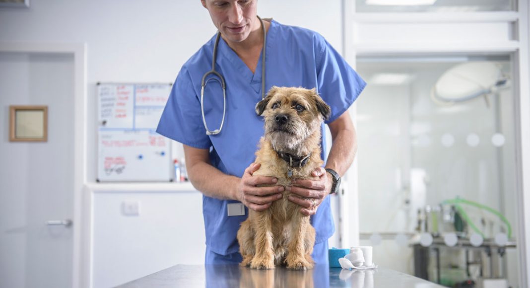 Vets Say They're Seeing More Dogs Being Poisoned By Marijuana