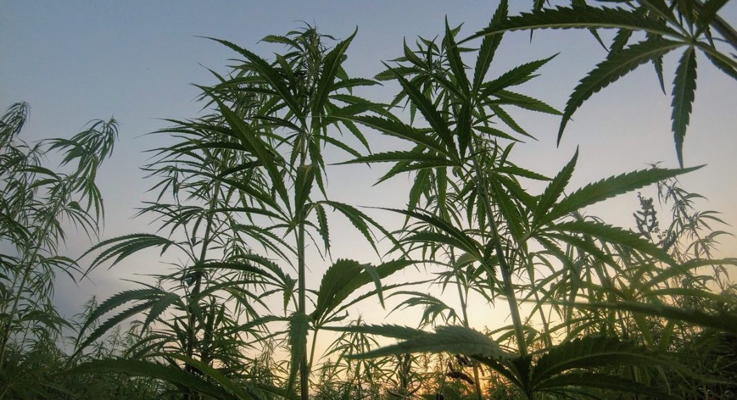 This Democratic Congressman Just Called Marijuana A 'Gateway Drug'