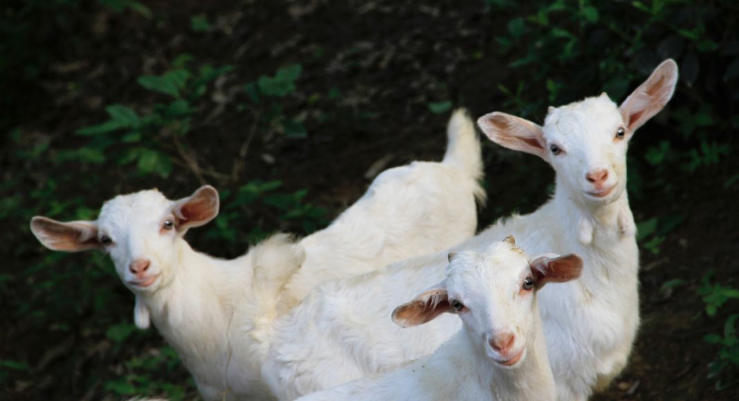 Goats Like It When You Smile At Them