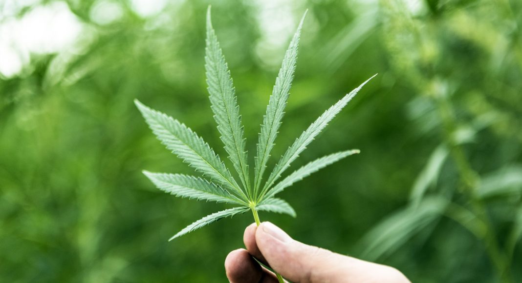 You Want to Work In Weed? Here’s Some Advice