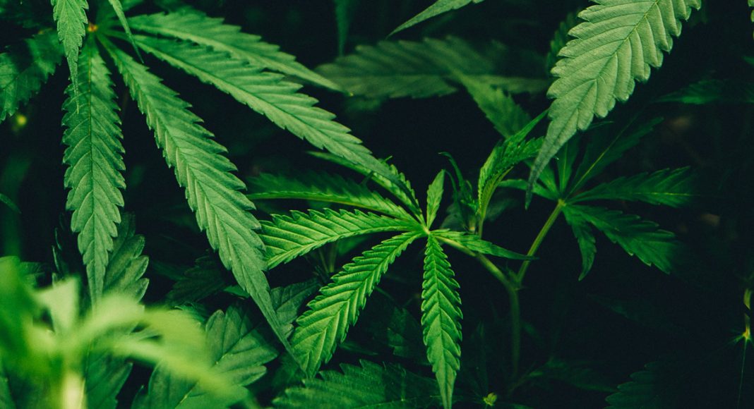 marijuana statistics