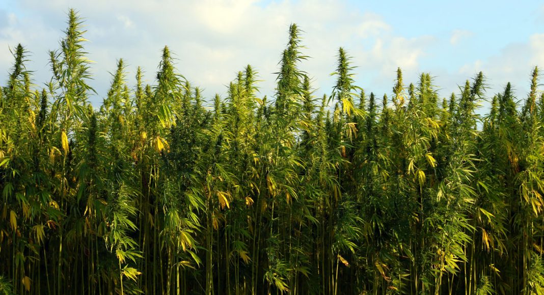 How The DEA Is Jeopardizing Marijuana-Related PTSD Studies On Veterans