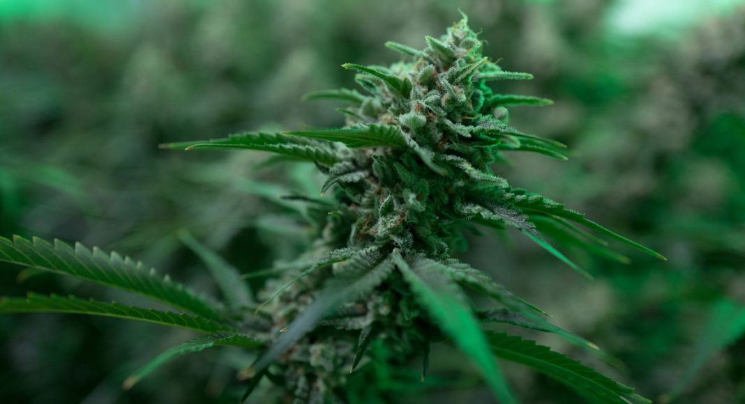 US News Report On Cannabis Yet Another Sign Of The Times