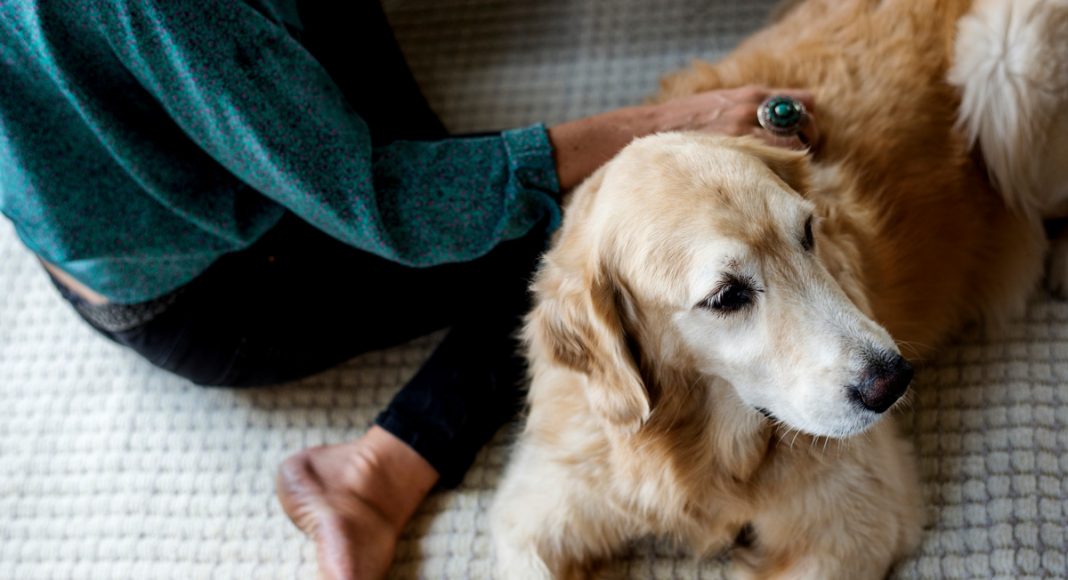 Why Have No States Legalized Marijuana Use For Pets?