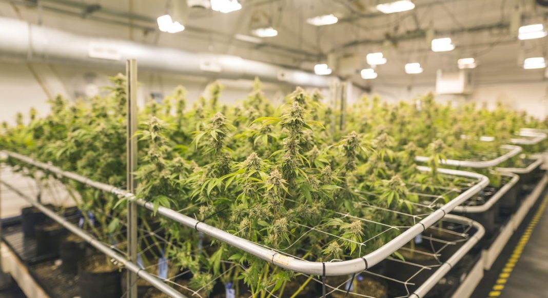 Cannabis companies
