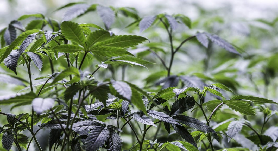 Stockton University In NJ Now Offers A Minor In Marijuana