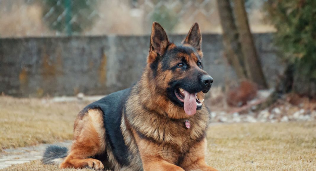 You Can Adopt Dogs Too Nice For Government Training