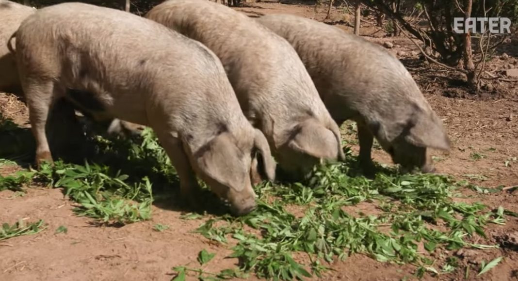How Would Marijuana-Fed Pigs Taste