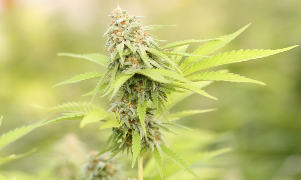 why you should incorporate cannnabis into your life when combating obesity