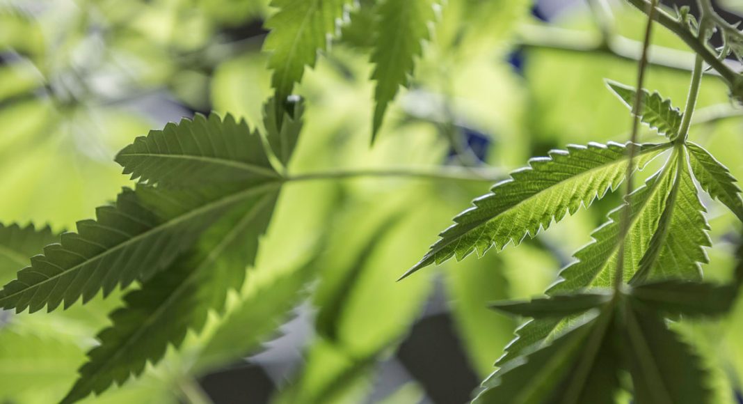 4 Ways On How To Use Raw Cannabis Leaves