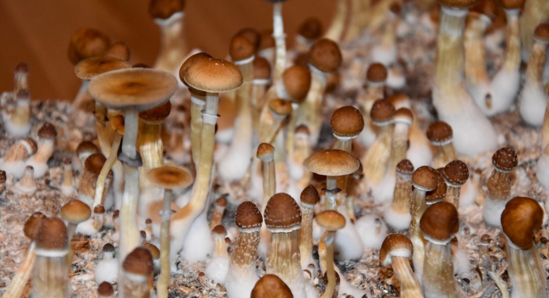 psilocybin mushrooms could be used as medicine by 2021
