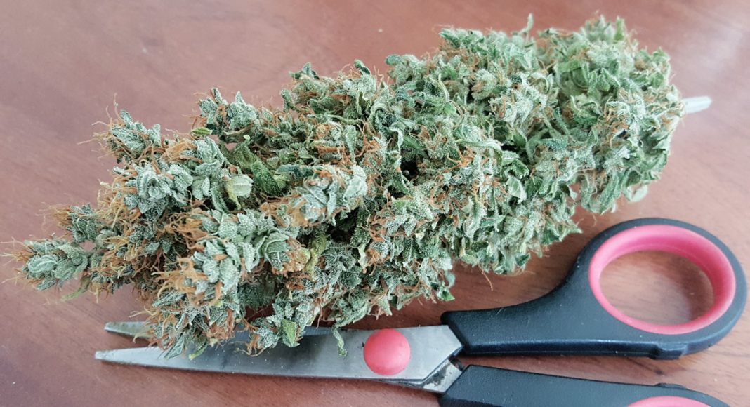 Tear, Cut Or Grind, How Do You Break Up Your Bud