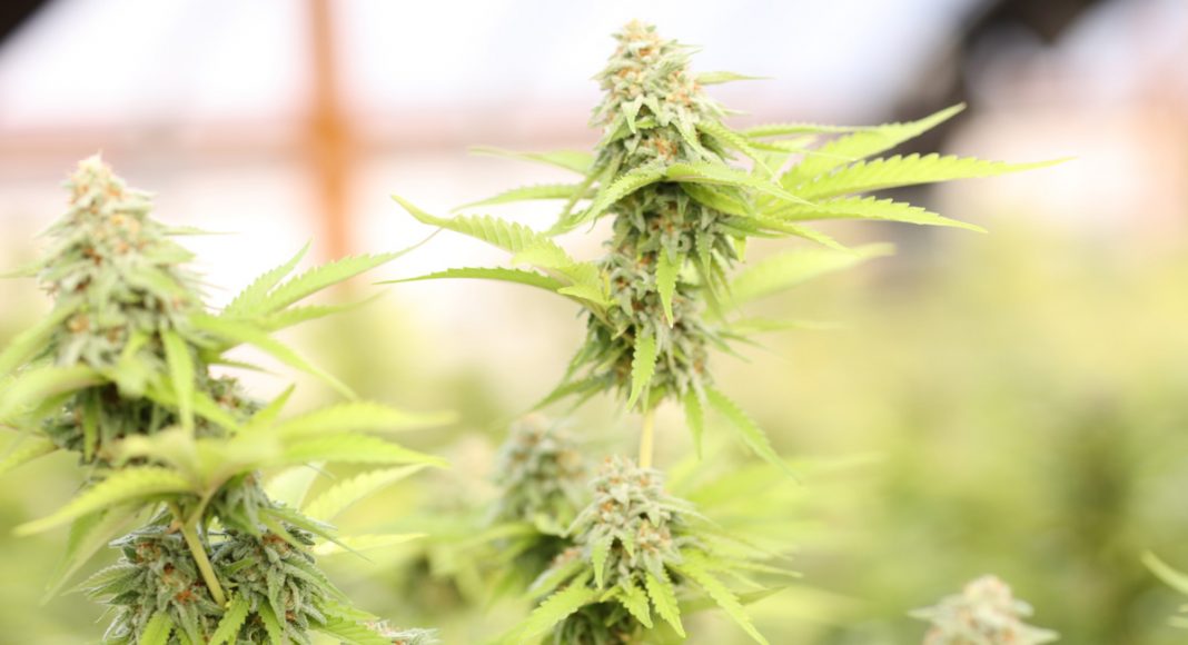 Why Sativas Are Often The Answer To Anxiety Over Indicas