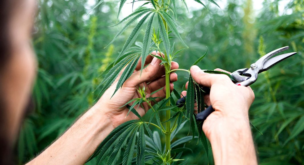 dont get too excited about hemp mania and cbd just yet
