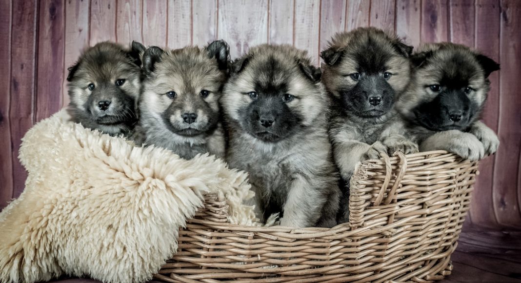 Behind Our Desire To Squeeze Cute Puppies