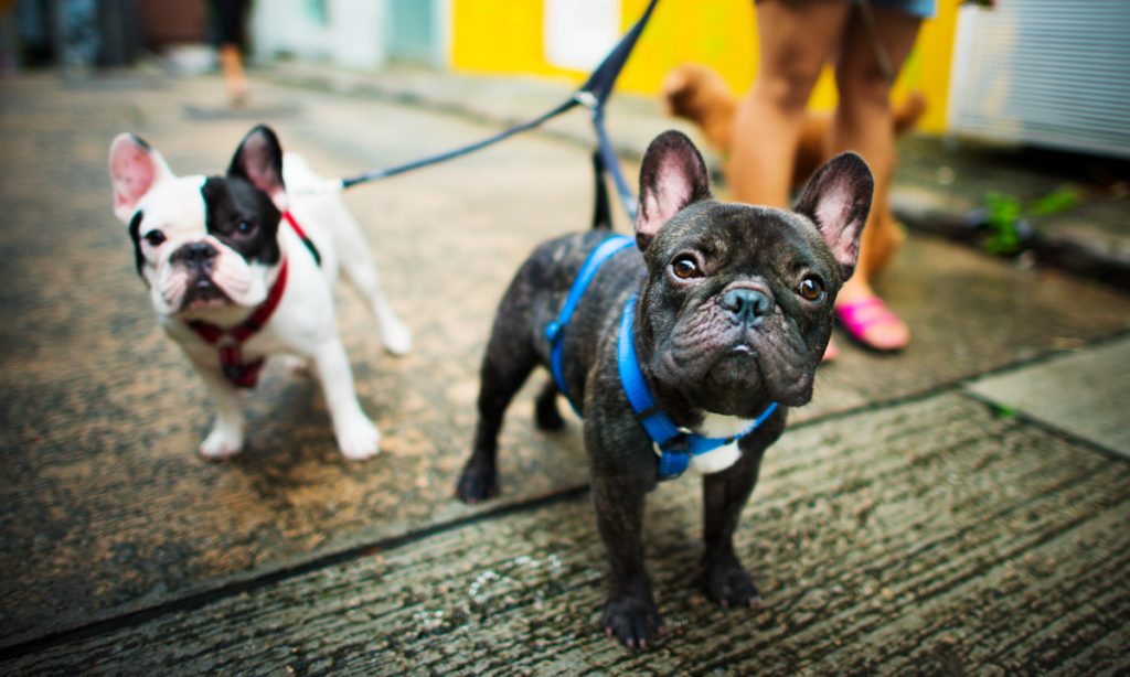 dogs of instagram french bulldog