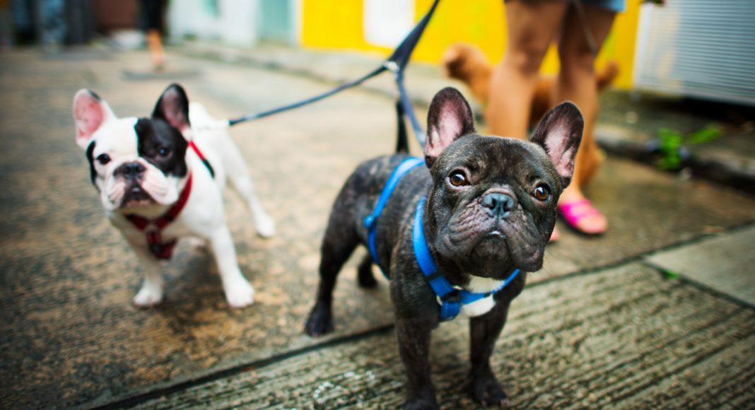 dogs of instagram french bulldog
