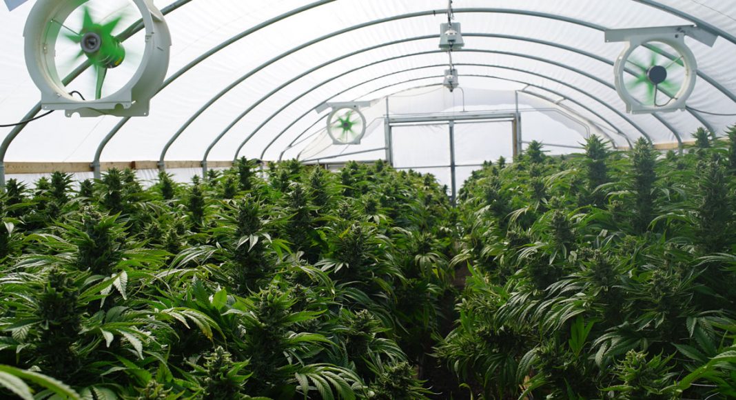 OSHA Closed Can Effect Alcohol And Cannabis