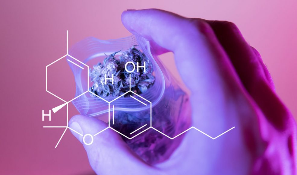 Cannabis 101: Why Isn't Marijuana's CBD Intoxicating?