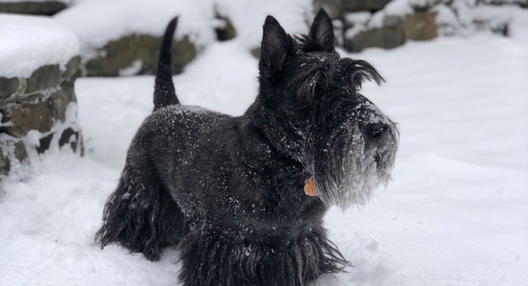 Dogs Of Instagram: Scottish Terrier